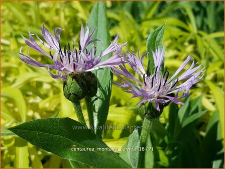 Centaurea montana &#039;Carnea&#039; | Bergkorenbloem, Bergcentaurie, Korenbloem, Centaurie | Berg-Flockenblume