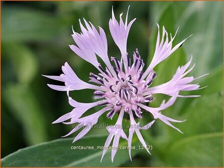 Centaurea montana &#039;Carnea&#039; | Bergkorenbloem, Bergcentaurie, Korenbloem, Centaurie | Berg-Flockenblume