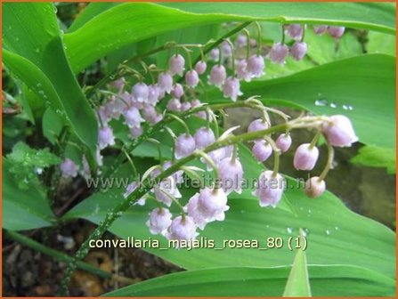 Convallaria majalis 'Rosea' | Lelietje-van-dalen | Gew&ouml;hnliches Maigl&ouml;ckchen
