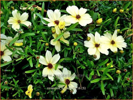 Coreopsis 'Buttermilk' | Meisjesogen | M&auml;dchenauge