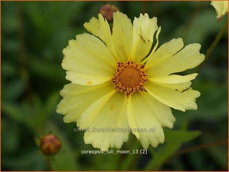 Coreopsis 'Full Moon' | Meisjesogen | M&auml;dchenauge