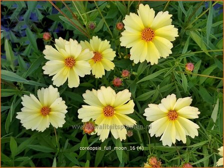 Coreopsis 'Full Moon' | Meisjesogen | M&auml;dchenauge
