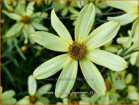 Coreopsis verticillata &#039;Moonbeam&#039; | Meisjesogen | Quirlbl&auml;ttriges M&auml;dchenauge