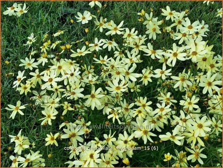 Coreopsis verticillata &#039;Moonbeam&#039; | Meisjesogen | Quirlbl&auml;ttriges M&auml;dchenauge