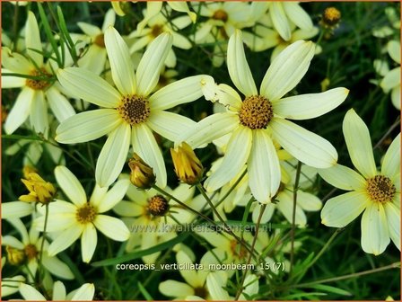 Coreopsis verticillata &#039;Moonbeam&#039; | Meisjesogen | Quirlbl&auml;ttriges M&auml;dchenauge