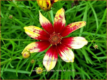 Coreopsis verticillata 'Route 66' | Meisjesogen | Quirlbl&auml;ttriges M&auml;dchenauge