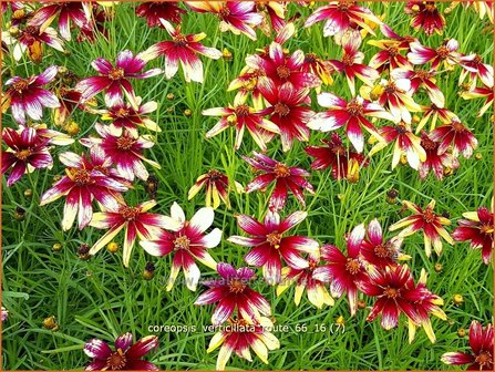 Coreopsis verticillata 'Route 66' | Meisjesogen | Quirlbl&auml;ttriges M&auml;dchenauge
