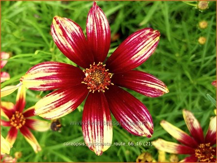 Coreopsis verticillata 'Route 66' | Meisjesogen | Quirlbl&auml;ttriges M&auml;dchenauge