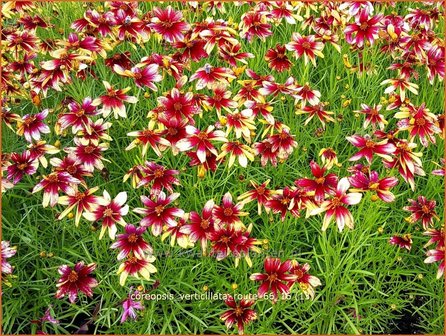 Coreopsis verticillata 'Route 66' | Meisjesogen | Quirlbl&auml;ttriges M&auml;dchenauge