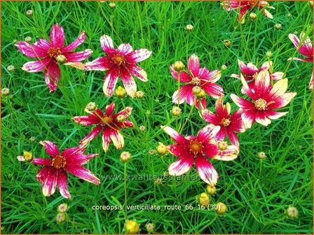 Coreopsis verticillata 'Route 66' | Meisjesogen | Quirlbl&auml;ttriges M&auml;dchenauge