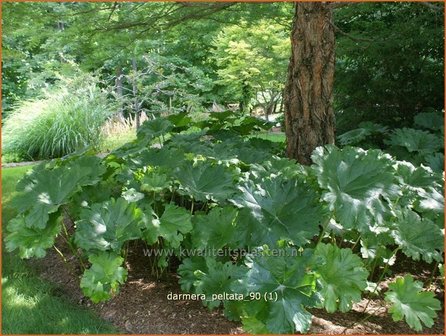 Darmera peltata | Schildblad, Voetblad | Schildblatt