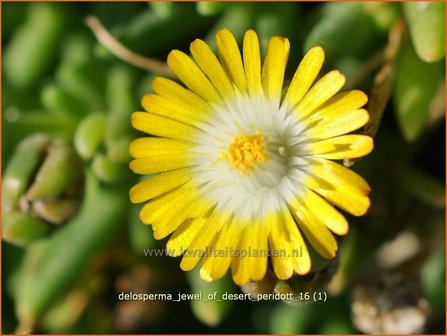 Delosperma &#039;Jewel of Desert Peridott&#039; | IJsbloempje, IJsplant | Mittagsblume