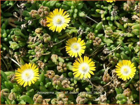 Delosperma &#039;Jewel of Desert Peridott&#039; | IJsbloempje, IJsplant | Mittagsblume