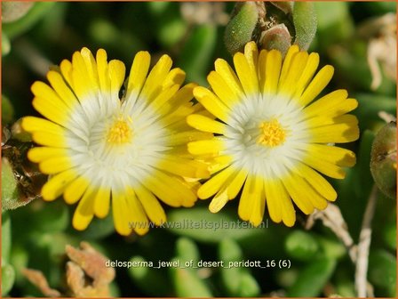 Delosperma &#039;Jewel of Desert Peridott&#039; | IJsbloempje, IJsplant | Mittagsblume