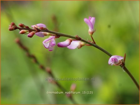 Desmodium nudiflorum