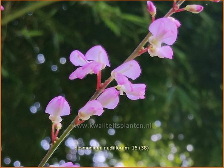 Desmodium nudiflorum | Wandelklee