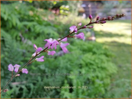 Desmodium nudiflorum | Wandelklee