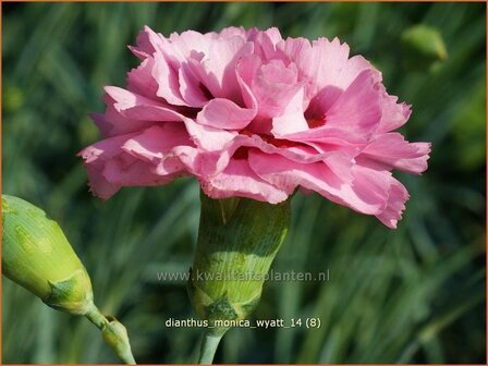 Dianthus &#039;Monica Wyatt&#039; | Grasanjer, Anjer | Federnelke