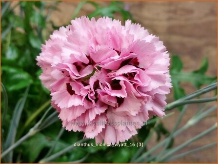 Dianthus &#039;Monica Wyatt&#039; | Grasanjer, Anjer | Federnelke