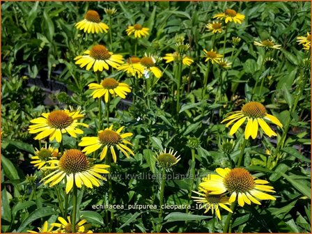 Echinacea purpurea &#039;Cleopatra&#039; | Zonnehoed | Roter Sonnenhut