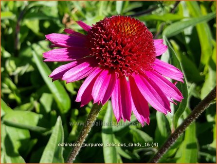 Echinacea purpurea &#039;Delicious Candy&#039; | Rode zonnehoed, Zonnehoed | Roter Sonnenhut