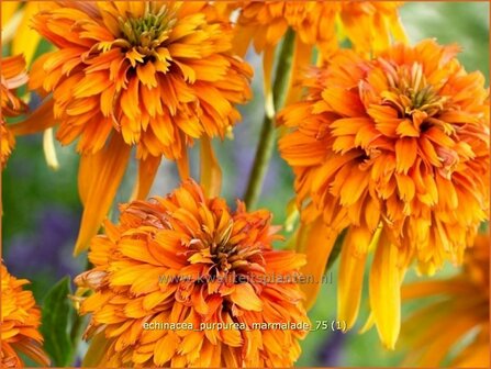 Echinacea purpurea 'Marmalade' | Zonnehoed | Roter Sonnenhut