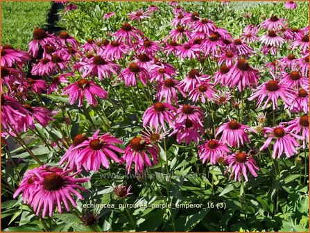 Echinacea purpurea 'Purple Emperor' | Zonnehoed | Roter Sonnenhut