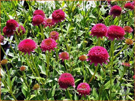 Echinacea purpurea &#039;Sweet Sixteen&#039; | Zonnehoed | Roter Sonnenhut