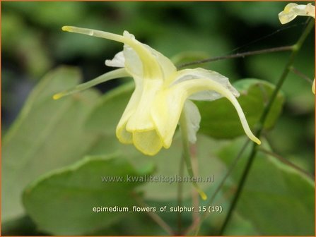 Epimedium &#039;Flowers of Sulphur&#039; | Elfenbloem | Elfenblume