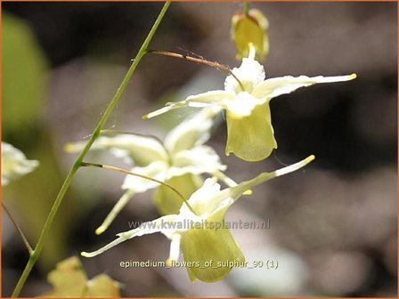 Epimedium &#039;Flowers of Sulphur&#039; | Elfenbloem | Elfenblume