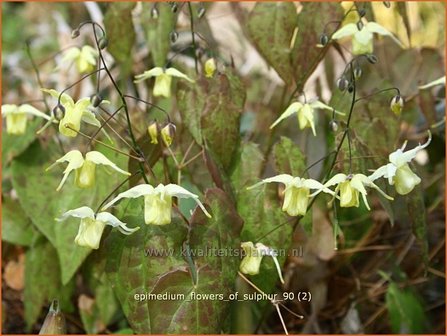 Epimedium &#039;Flowers of Sulphur&#039; | Elfenbloem | Elfenblume