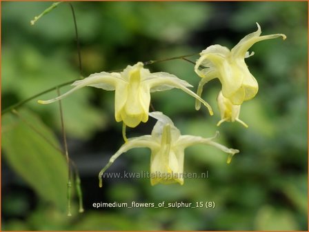 Epimedium &#039;Flowers of Sulphur&#039; | Elfenbloem | Elfenblume