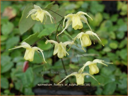 Epimedium &#039;Flowers of Sulphur&#039; | Elfenbloem | Elfenblume