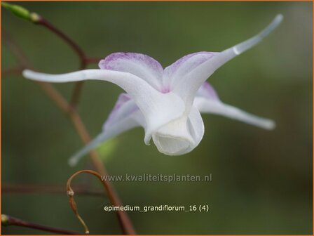 Epimedium grandiflorum | Elfenbloem | Gro&szlig;bl&uuml;tige Elfenblume