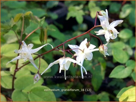Epimedium grandiflorum | Elfenbloem | Gro&szlig;bl&uuml;tige Elfenblume
