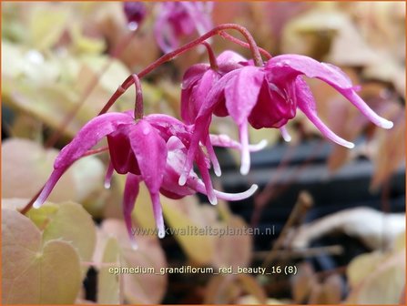 Epimedium grandiflorum &#039;Red Beauty&#039; | Elfenbloem | Gro&szlig;bl&uuml;tige Elfenblume