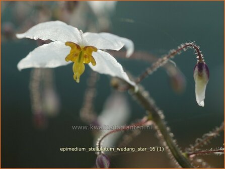 Epimedium stellulatum &#039;Wudang Star&#039; | Elfenbloem | Elfenblume