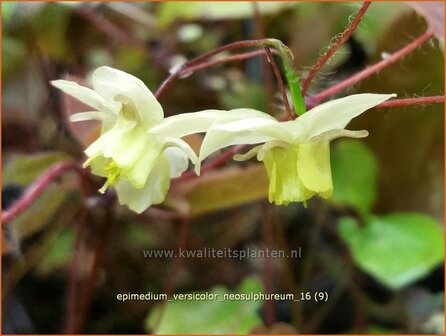 Epimedium versicolor &#039;Neosulphureum&#039; | Elfenbloem | Schwefelfarbige Elfenblume