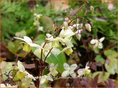 Epimedium versicolor &#039;Neosulphureum&#039; | Elfenbloem | Schwefelfarbige Elfenblume