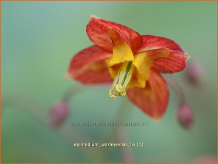 Epimedium warleyense | Elfenbloem | Warley-Elfenblume