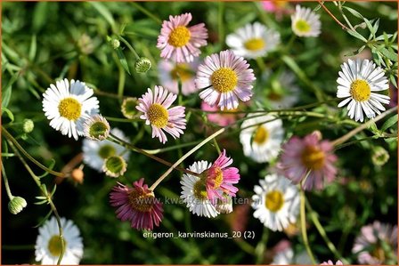 Erigeron karvinskianus | Muurfijnstraal, Fijnstraal | Stachelspitziges Berufkraut