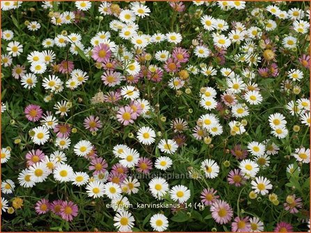 Erigeron karvinskianus | Muurfijnstraal, Fijnstraal | Stachelspitziges Berufkraut