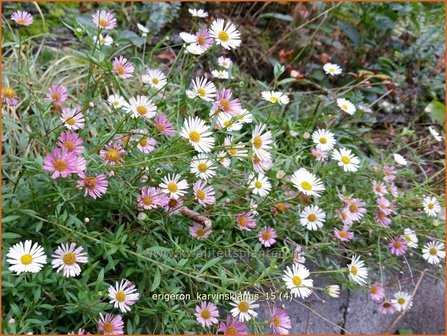 Erigeron karvinskianus | Muurfijnstraal, Fijnstraal | Stachelspitziges Berufkraut