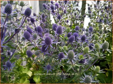 Eryngium planum &#039;Blue Hobbit&#039; | Blauwe distel, Kruisdistel | Flachbl&auml;ttriger Mannstreu