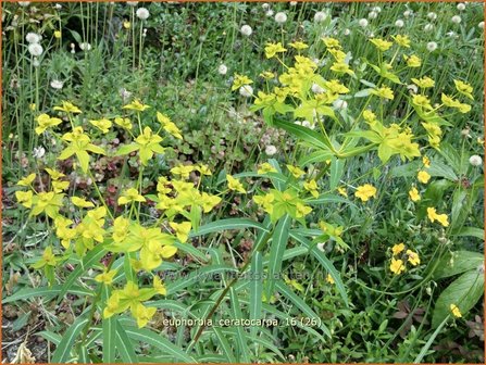 Euphorbia ceratocarpa | Wolfsmelk | Hornfr&uuml;chtige Wolfsmilch