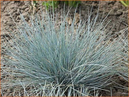 Festuca glauca &#039;Uchte&#039; | Blauw schapengras, Zwenkgras, Schapengras | Blauschwingel