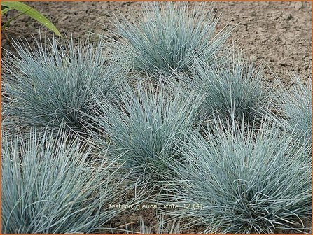 Festuca glauca &#039;Uchte&#039; | Blauw schapengras, Zwenkgras, Schapengras | Blauschwingel