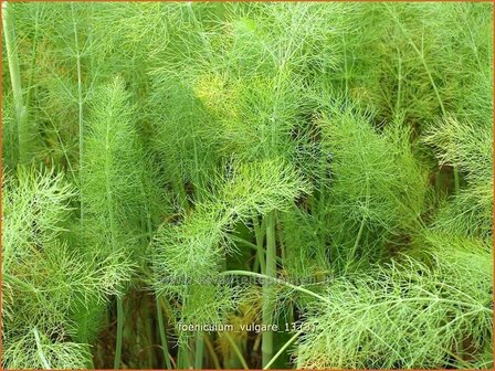 Foeniculum vulgare | Venkel | Gew&ouml;hnlicher Fenchel