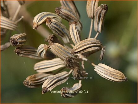 Foeniculum vulgare | Venkel | Gew&ouml;hnlicher Fenchel
