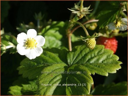 Fragaria vesca 'Alexandria' | Bosaardbei, Aardbei | Walderdbeere